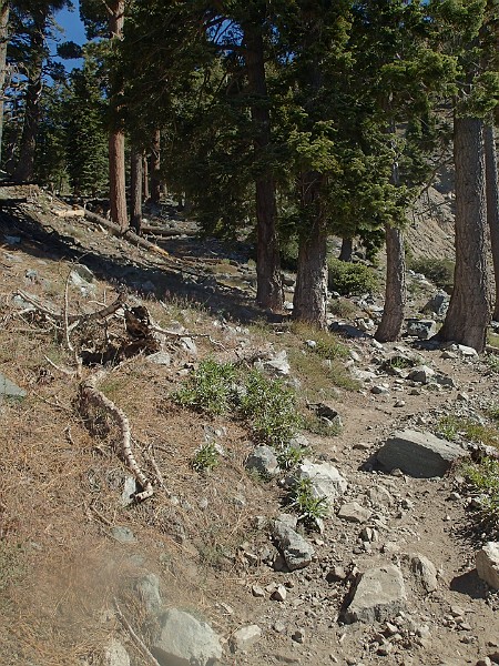 2014 Mt Baldy Cali 042.JPG - Summit Mt San Antonio (Mt Baldy) California
